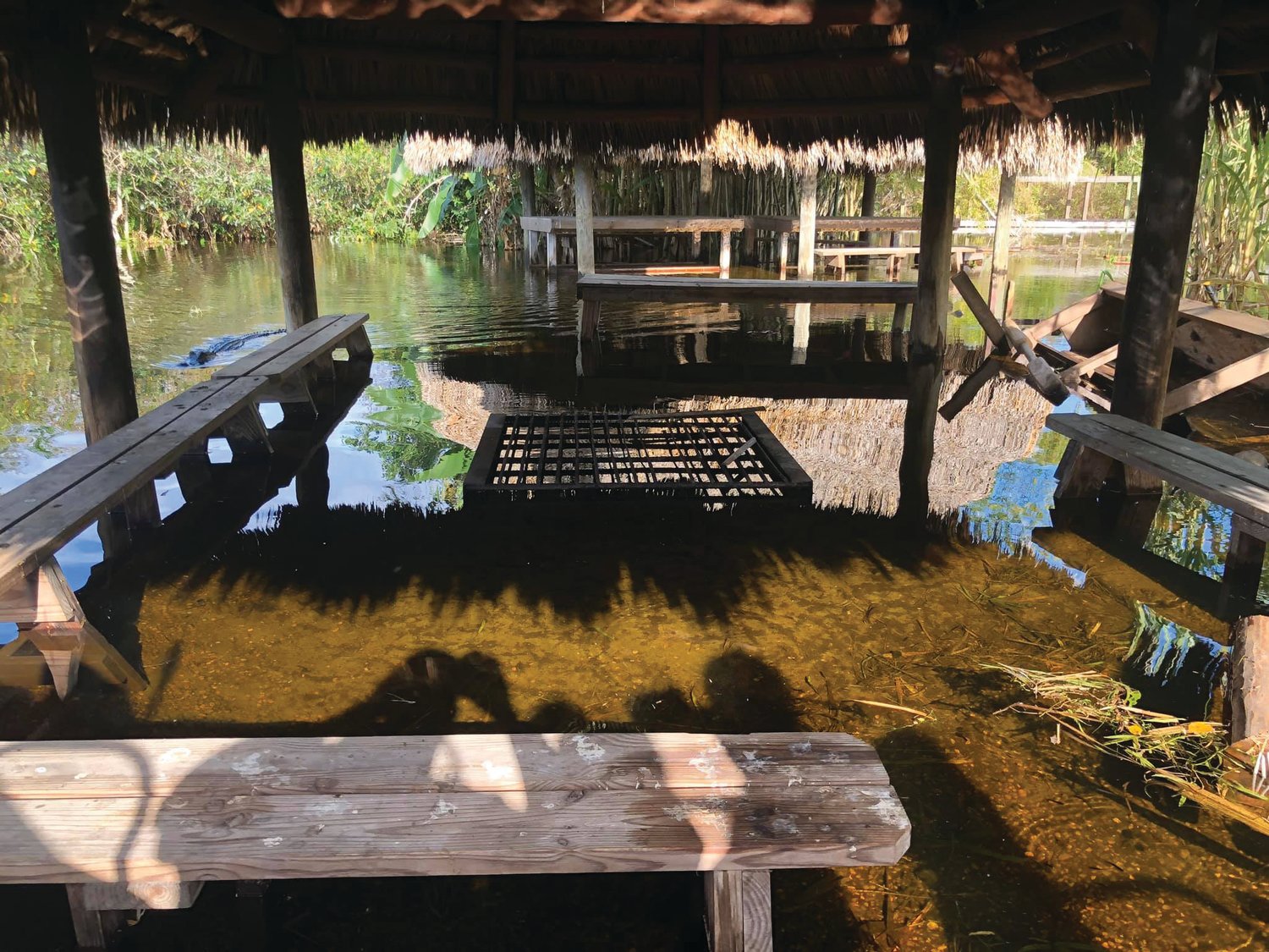 OKEECHOBEE — Betty Osceola of the Miccosukee Tribe shared this photo of flooding in the Everglades on Nov. 22: “Since the time high water flooded Tear Island, we haven’t been able to light any fires in the cooking chickee. Before then we lit the fire every day. The cooking grate top is about an inch out of water. Our fires in our cooking chickees are sacred to the Miccosukee and Seminole; they are not just fires lit for cooking. Fire is a very sacred elder we pray to daily and care for, it is a spiritual connection.”